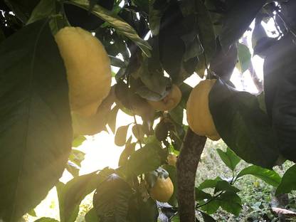 CRGO ™ XII-769 Kagzi Lemon Dwarf Variety Seed