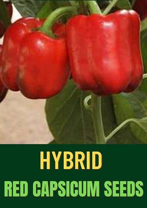 VibeX ® VXI-213 CAPSICUM Big Red Chili Pepper Seeds Seed