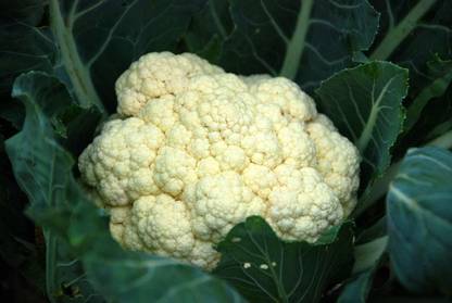 CYBEXIS GBPUT-78 - Cauliflower Phool Gobhi - (150 Seeds) Seed