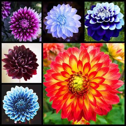 VibeX HUA-14 - Dinner Plate Dahlia Decoration - (180 Seeds) Seed