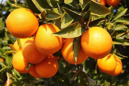 Lorvox Lemon, Nimbu Seed