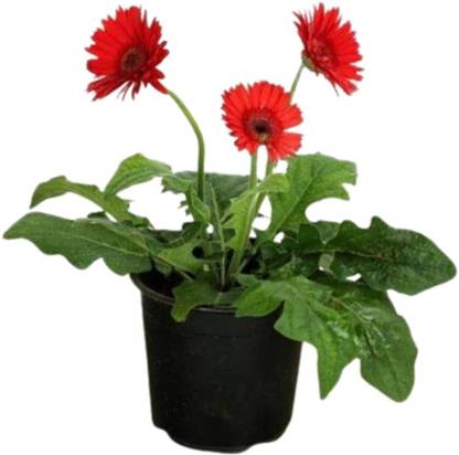 Lorvox Exotic Gerbera Mix Flower Seed