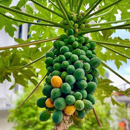 SREE Papaya Seed, P -300, Orgnic Fruit & Vegetable Seed, Papita seed, Pepe Hybird Seed