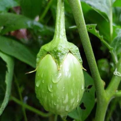 BDSresolve green begun seeds desi / brinjal seeds 52 Seed