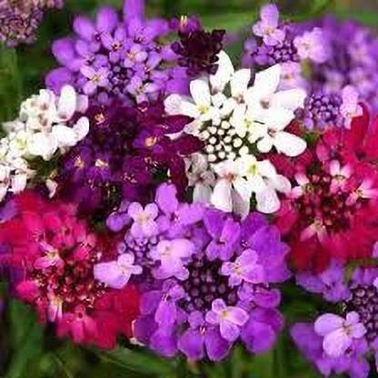 Lorvox Candytuft (Perennial) Snowflake Seed