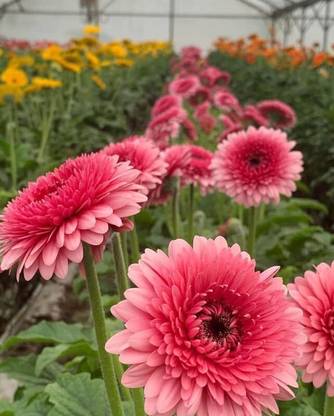Aywal Hybrid Gerbera Seeds for All Season Gardening Seed