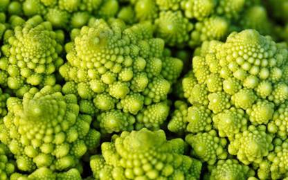 VibeX ® VMR-713 Organic ROMANESCO Broccoli Broccoflower Cauliflower Seed
