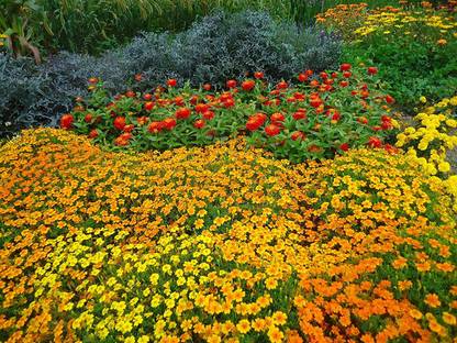 VibeX HUA-31 - Marigolds Mexican Mix - (750 Seeds) Seed