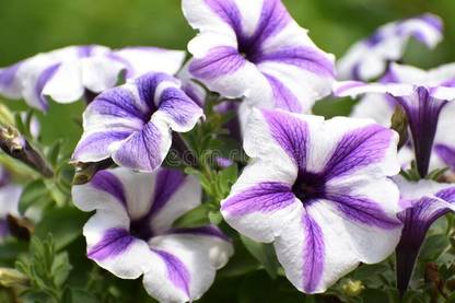 Mozette Exotic petunia ultra star Seed