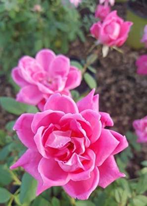 Qualtivate GBPT-7A Bubble-Gum Pink Double Rose Seeds Seed