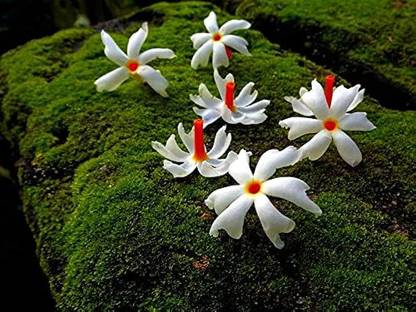 BDSresolve Night blooming jasmine seeds/Night jasmine seeds 9 Seed