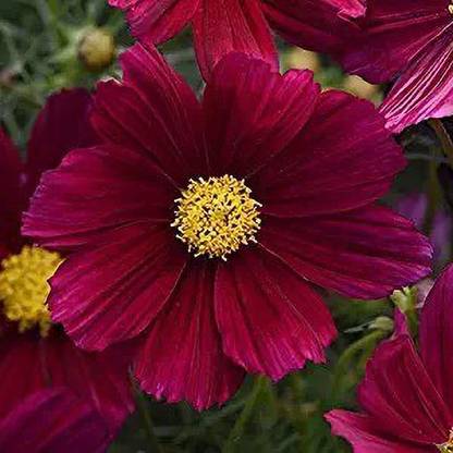 Aro Cormos senation Seed