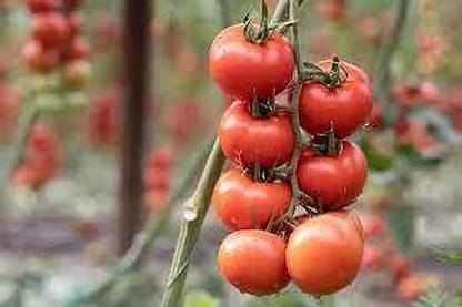 XOLDAA hybrid f1 quality tomato seeds Seed