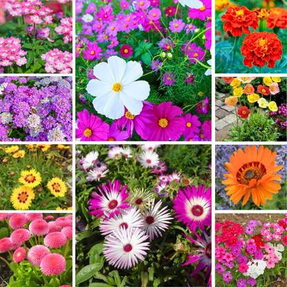 DERA Dera Seeds 10 Variety Flower Seeds Combo Pack With Instruction Manual Seed