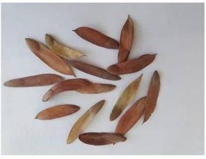 syed garden Hardwickia binata Seed (Anjan Tree Seed) 100G Seed