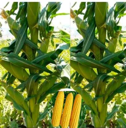 Vermag corn, maki, popcorn Seed
