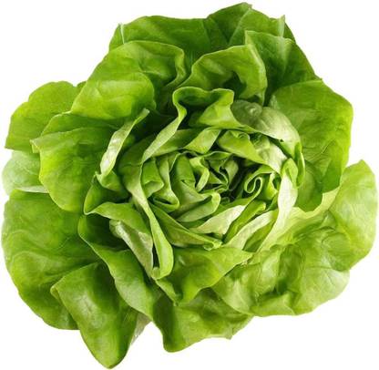 CYBEXIS Green Buttercrunch Lettuce Seeds -500 Seeds Seed