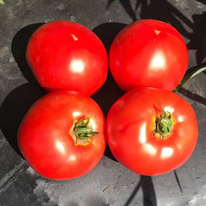 STOY Tomato Galahad Seed
