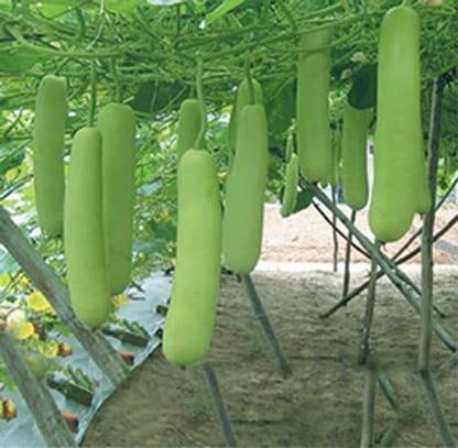 VibeX Bottle Gourd/Lauki Long Seeds / Ghiya/ Doodhi - Desi-(100 Gms, 500 Seeds) Seed
