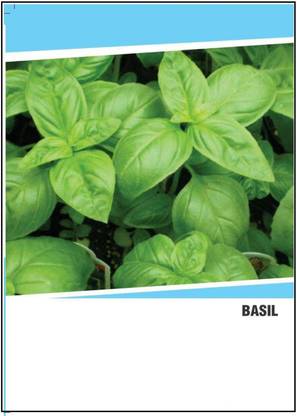 WILLVINE Hybrid Basil Seeds(1000 Seeds) Seed