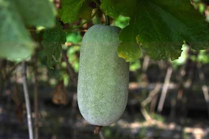 Pbevergreen Chal Kumra Seeds PACK OF 11 Seed