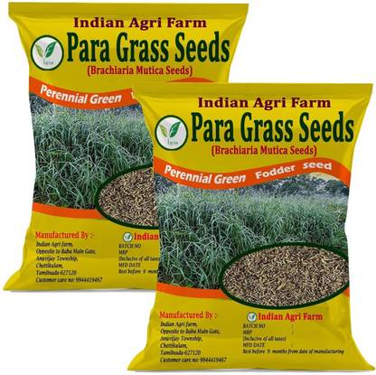 IAgriFarm Para Grass Seed (Brachiaria Mutica Seeds) - 2 Kg - Perennial Green Fodder Seed