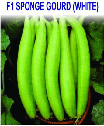 WILLVINE ATS-355 White Sponge Gourd Tori Torai Seeds Seed