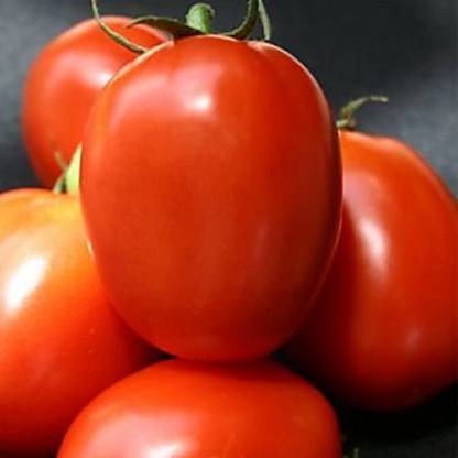 KNESSiN Abhinav Tomato Seed
