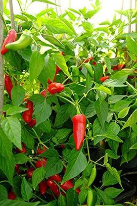 ENINE Red Patti Syngenta Chilli Seeds Non Gmo Hybrid Mirch 50 Seeds V11 Seed