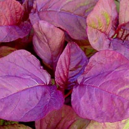 SREE Lal Saag/ Red Spinach, Red Amaranthus Seed Seed