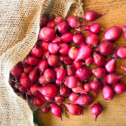 golden hills farm High Yield small onion co k2/shallot onion Seed