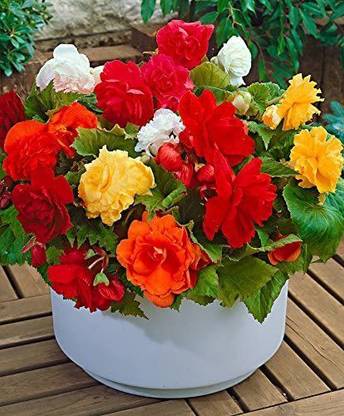 VibeX LXI-73 - Mixed Double Begonia - (30 Seeds) Seed