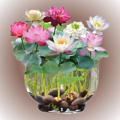POLYGON lotus seeds Seed