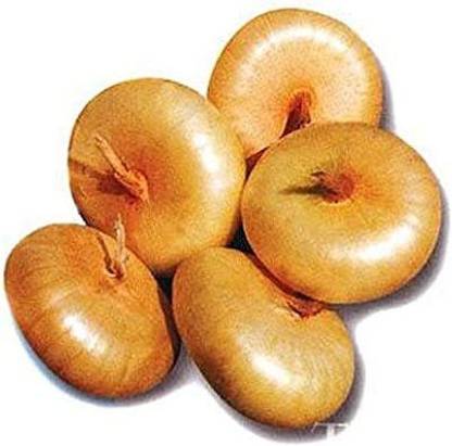 WILLVINE PUAS-808 Bianca Di Maggio Onion Seeds Seed