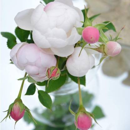 WILLVINE Rose “Lapin” Japanese Rose Seed