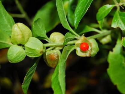 wequality ashwagandha seeds canada/ashwagandha seeds for farming Seed
