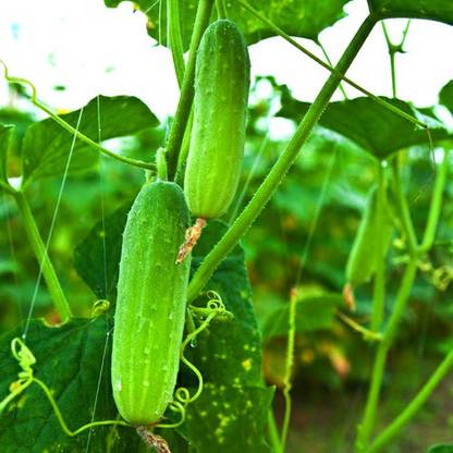SREE Cucumber Seed, Original Hybird, Sasha, Cucumber Seed