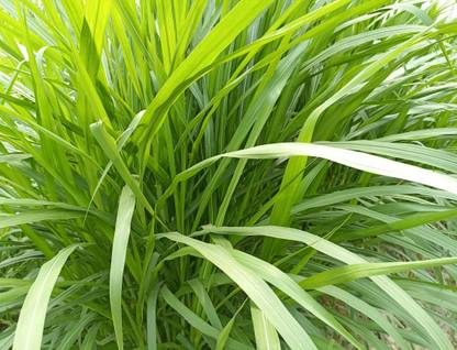 NaturalAgrocare Super Napier grass slips, Pakchong 1, Napier grass slips, Napier grass seed Seed