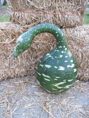 VibeX GUA-32 - GOOSENECK / BOTTLE / SWAN GOURD - (300 Seeds) Seed