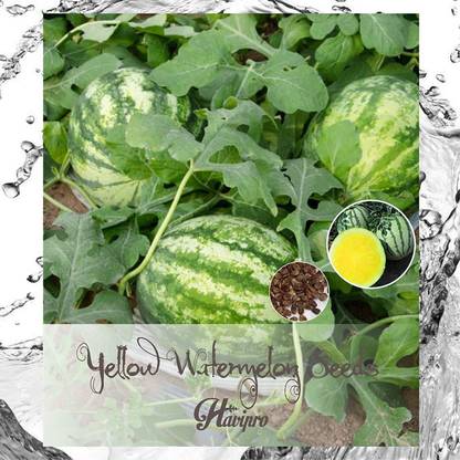 VibeX LX-98 - Yellow Watermelon - (150 Seeds) Seed