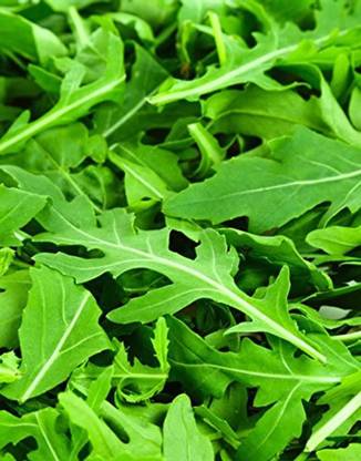 CEZIUS (Rocket Wild) Herb Plant Seed