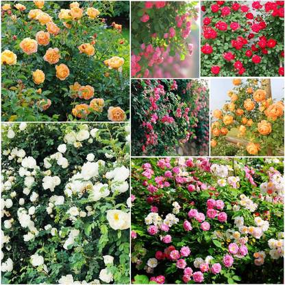 Biosnyg Climbing Rose Rosa Multiflora Perennial Fragrant Flower Garden Décor 25 Seeds Seed