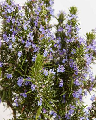 VibeX HUA-99 - Rosemary Tuscan Blue - (2250 Seeds) Seed