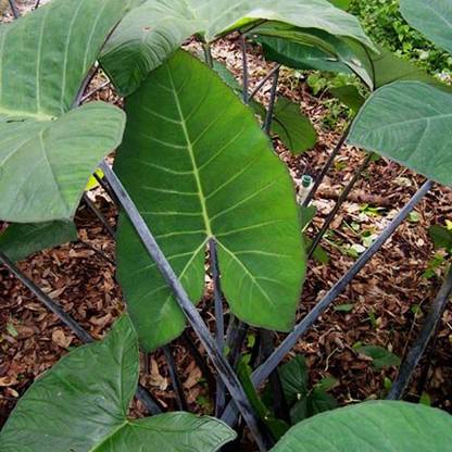 SREE Taro Root Seeds for Gandening, Taro Root Organic Seed