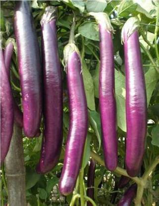 wequality long brinjal seeds Seed