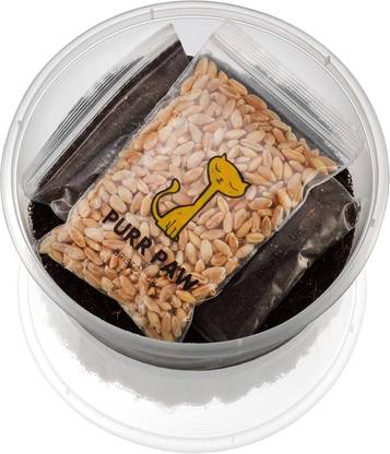 KNESSiN Organic Cat Grass Plants for Indoors Grow Kits - Just Add Water Seed