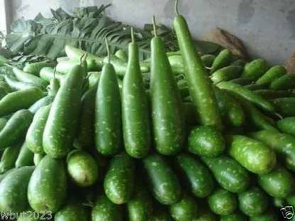 VibeX XLR-40 - Bottle Gourd mottled green - (100 Seeds) Seed