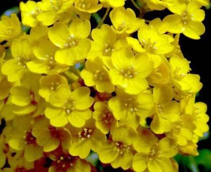 CYBEXIS Alyssum saxatile Aurinia Saxatilis - Rockery Flower Seed
