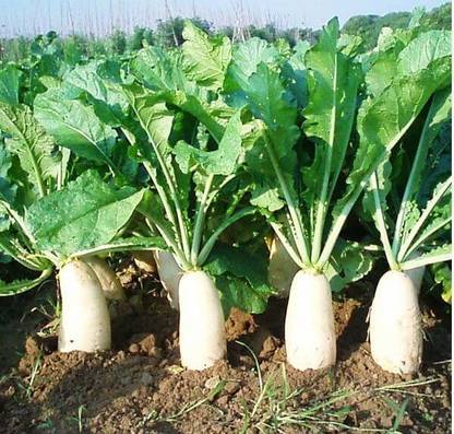 Arshiayat Hybrid Radish/Mooli/Muli Best Long Vegetable Seed