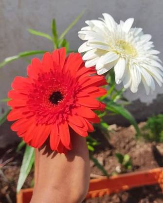 Lorvox Hybrid Gerbera Seeds for All Season Gardening Seed
